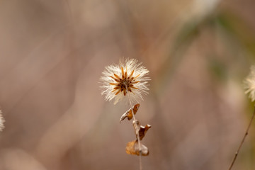 冬の野草