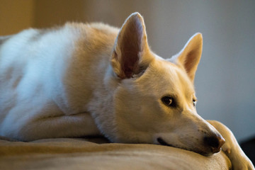 light browen siberian huskey resting glancing at the camera on the floor