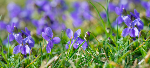 Viola odorata known as wood violet or sweet violet