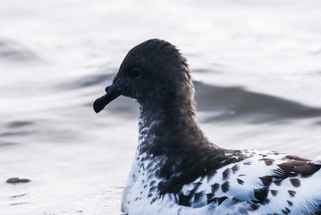 Cape Petrel feeding, Deception island, Antártica