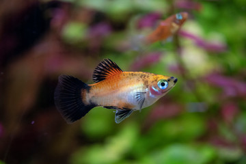 Platy  Xiphophorus Maculatus  in tropical aquarium