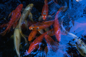 koi fish in pond
