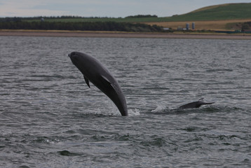 Leaping dolphin