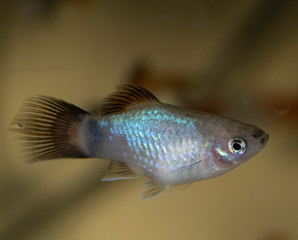 Platy  Xiphophorus Maculatus  in tropical aquarium