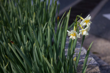 奈良県奈良市学園前駅のテッポウユリ