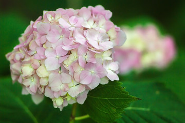Purple Hydrangea flower (Hydrangea macrophylla) in a garden. - Image, soft focus. Beautiful pink flowers in the garden springtime blossom.