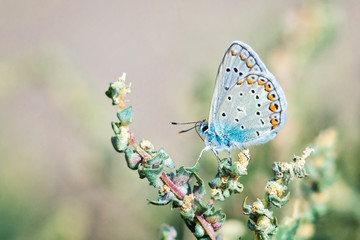 Common blue butterfly Polyommatus icarus on grass. Close up of colored beautiful butterflies blue wings long mustaches eating pollen sitting plant Common Blue dressing up with its proboscis macro shot