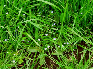 草むらに咲くオオイヌノフグリ