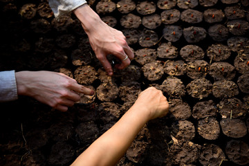 Close-up hands confederate planting seeds of Tree in black bags background while working in the garden. top view