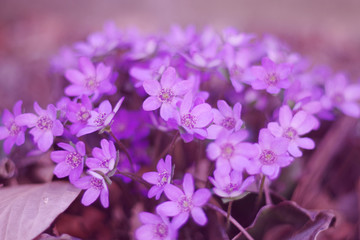 Purple flowers (hepatica) in the asian garden