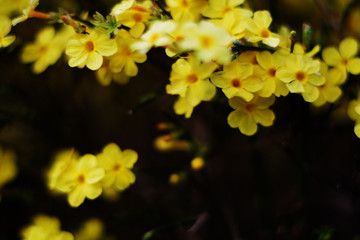 Yellow Winter jasmine in the asian garden