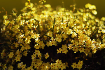 Yellow Winter jasmine in the asian garden