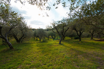 Fresh green olive trees countryside landscape