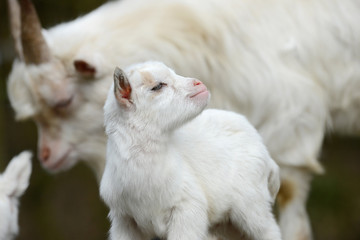 white goat kid standing and looking