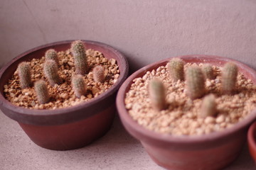 lovely small cactus in a homegarden.