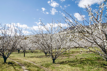 Cherry trees in springtime