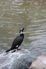Cormorant