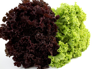Alface Crespa Roxo e Verde
