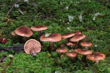 Uncommon fungus Tricholoma pseudonictitans in the wet spruce forest. Natural environment.