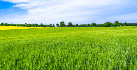 Obraz premium Green farm, panoramic view of farmland, crop of wheat on field, spring landscape