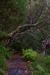 Wet footpath in a tropical forest