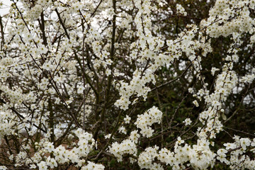 white flowers on tree