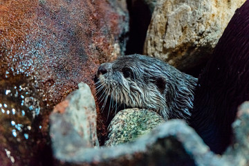 an otter between stones