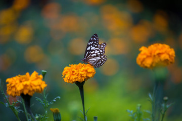 Marigold Flowers blooming away in natural light during Spring