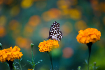 Marigold Flowers blooming away in natural light during Spring
