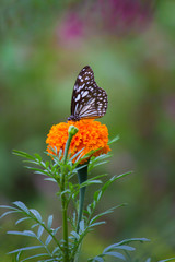  Blue Spotted Milkweed Butterfly sitting on the Marigold flower plants and drinking Nectar
