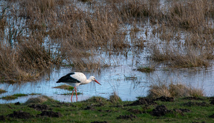 Stork looking for food in the wetlands of Sweden
