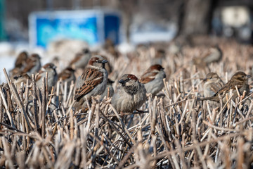A flock of sparrows on bare branches of bushes