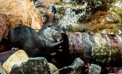 an otter touching a tree trunk