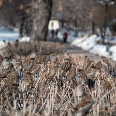 A flock of sparrows on bare branches of bushes