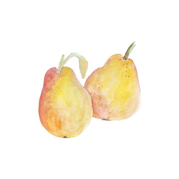 Summer fruit pear, juicy and tasty. Watercolor isolated object on white background