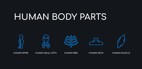 5 outline stroke blue human muscle, human neck, human ribs, skull with crossed bones, spine icons from body parts collection on black background. line editable linear thin icons.