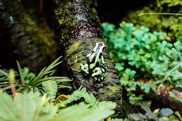 Limosa harlequin frog (Atelopus limosus) sitting on a tree head up