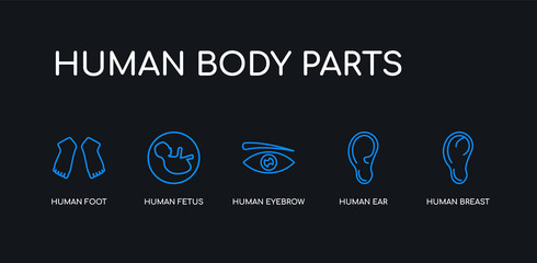 5 outline stroke blue human breast, human ear, human eyebrow, fetus, foot icons from body parts collection on black background. line editable linear thin icons.