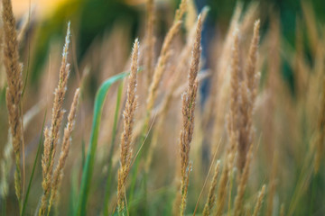 reeds 