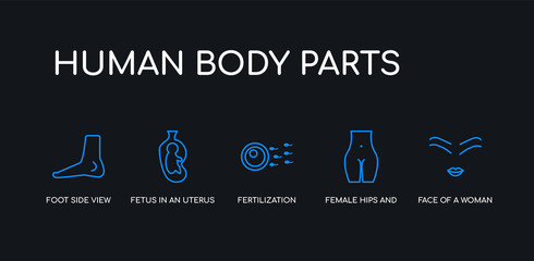 5 outline stroke blue face of a woman, female hips and waist, fertilization, fetus in an uterus, foot side view icons from human body parts collection on black background. line editable linear thin
