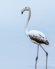 White juvenile flamingo standing in a lake in Rodopi, Greece during the blue hour © Ilias Kouroudis