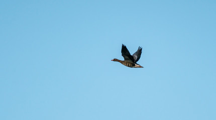 Greater white-fronted goose (Anser albifrons) Flies alone in the blue