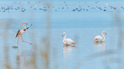 Beautiful greater pink flamingos in a lake in Rodopi, Greece