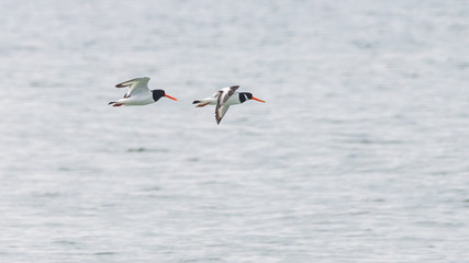Eurasian oystercatchers flying over a lake in Rodopi, Greece