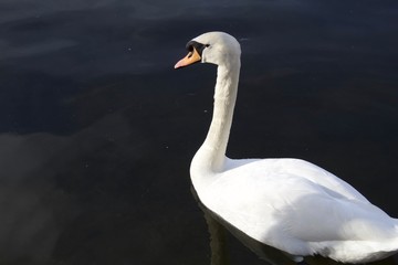 swan on lake