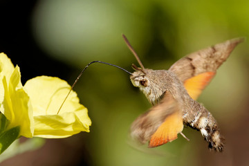 Taubenschwänzchen