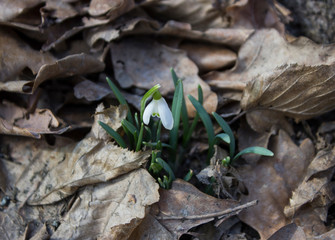 snowdrops in the forest