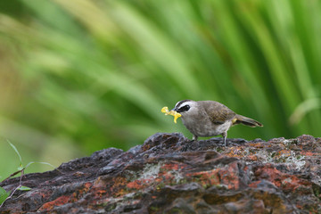 Yellow-vented bulbul