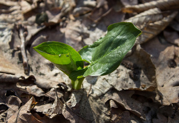 green leaves grow through dry foliage
