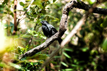 Black bird - GNORIMOPSAR CHOPI - BRAZIL